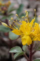 Cleomella platycarpa