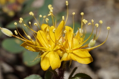 Cleomella platycarpa