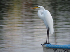 Ardea alba