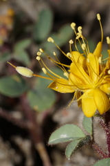 Cleomella platycarpa