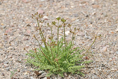 Lomatium scabrum scabrum