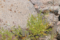 Lomatium scabrum scabrum