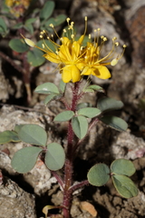 Cleomella platycarpa