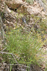 Lomatium scabrum scabrum