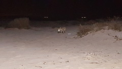 Vulpes vulpes arabica
