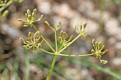 Lomatium scabrum scabrum