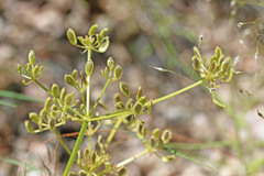 Lomatium scabrum scabrum