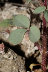 Cleomella platycarpa