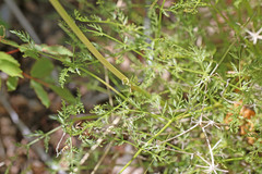 Lomatium scabrum scabrum