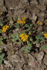 Cleomella platycarpa