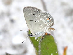 Eicochrysops messapus