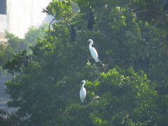 Egretta thula