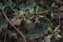 Astragalus lentiginosus chartaceus