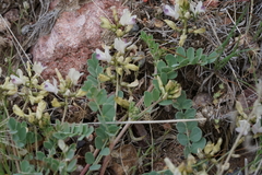 Astragalus lentiginosus chartaceus