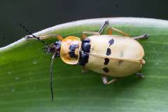 Chauliognathus missionum