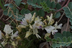 Astragalus lentiginosus chartaceus