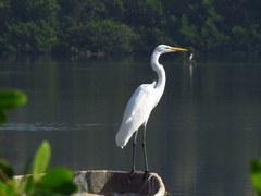 Ardea alba