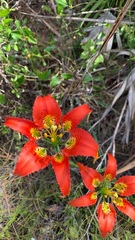 Lilium catesbaei image