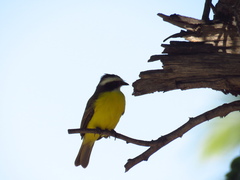 Myiozetetes similis