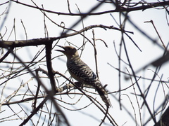 Melanerpes uropygialis