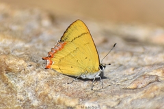 Heliophorus androcles