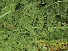 Ferula tschuiliensis
