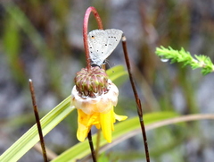 Eicochrysops messapus