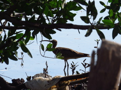 Numenius phaeopus