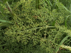 Ferula tschuiliensis
