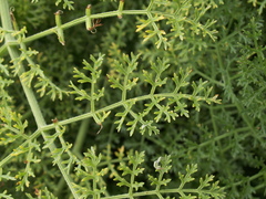 Ferula tschuiliensis