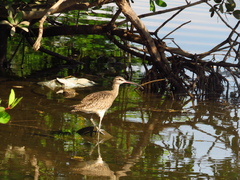 Numenius phaeopus