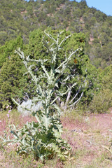 Onopordum acanthium acanthium