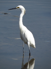 Egretta thula
