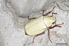 Cyphochilus apicalis