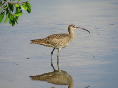 Numenius phaeopus