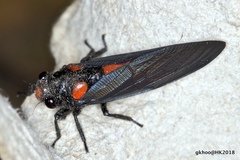 Huechys sanguinea
