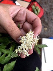 Cornus sericea sericea