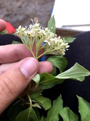 Cornus sericea sericea