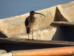 Numenius phaeopus
