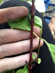 Cornus sericea sericea