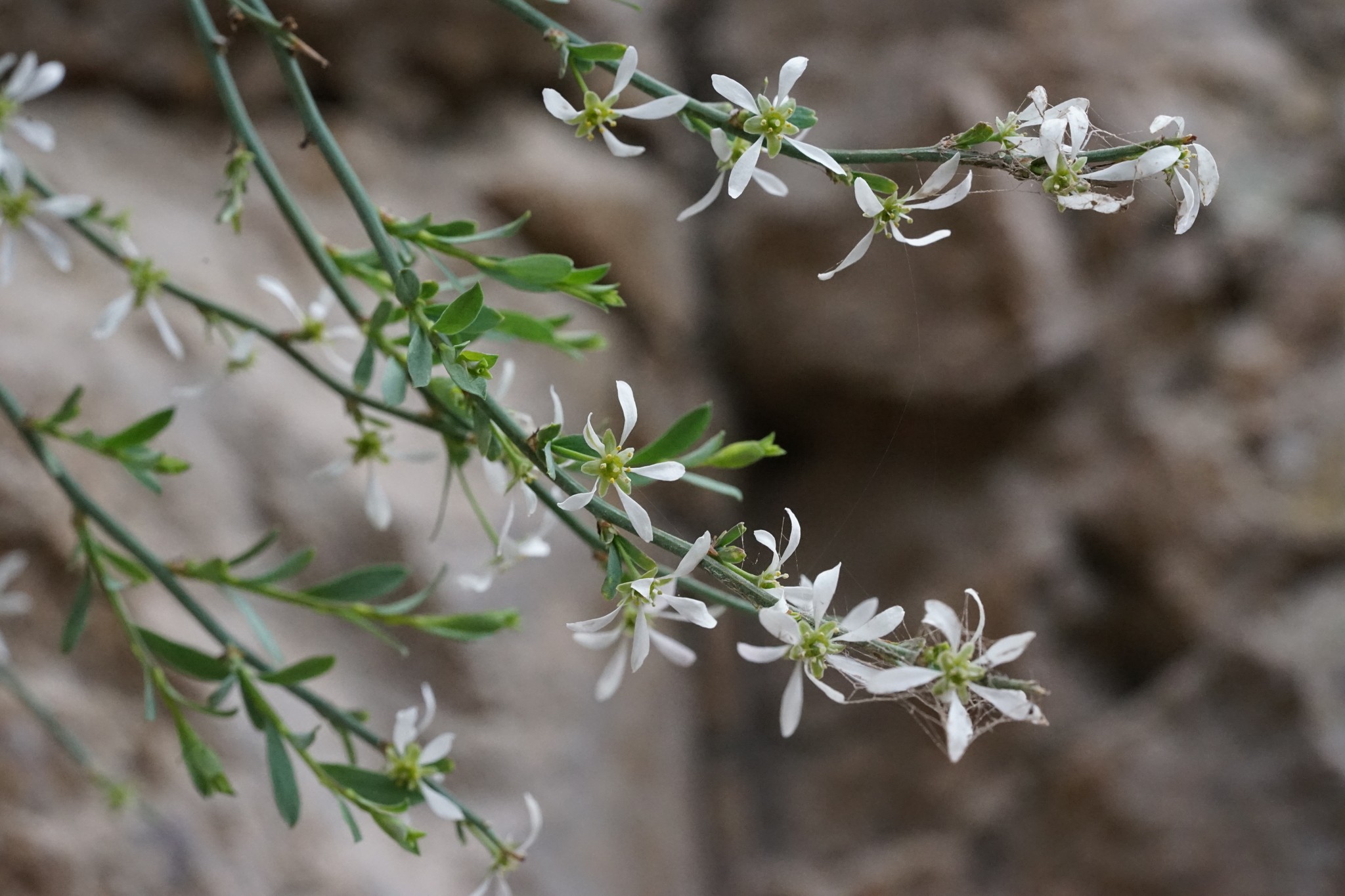 Glossopetalon spinescens
