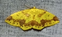 Periclina