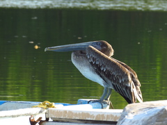 Pelecanus occidentalis