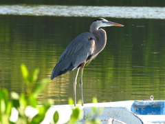 Ardea herodias
