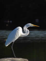 Ardea alba