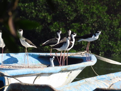 Himantopus mexicanus
