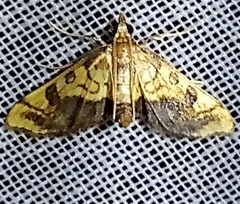 Choristostigma