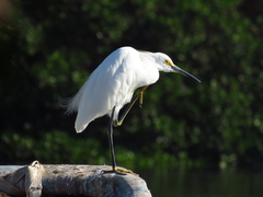 Egretta thula