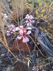 Pleurophora patagonica
