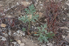 Cymopterus glomeratus greeleyorum